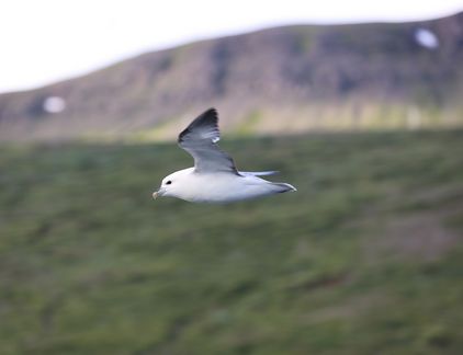 Möwe im Gleitflug