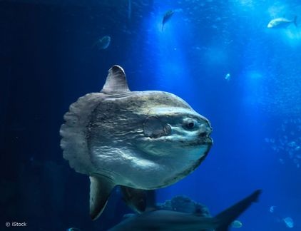 Mondfisch