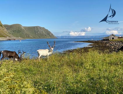 Rentiere vor Fjordlandschaft