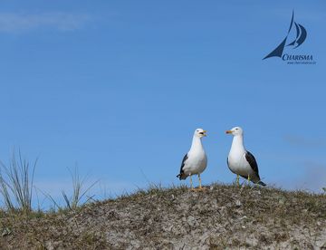 Düne Süd Düne Süd