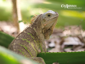 Kleiner Antillenleguan Kleiner Antillenleguan