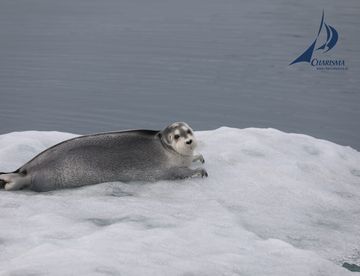 Tierbeobachtung im Smeerenburgfjord Bartrobbe auf Eisscholle