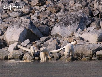 Polarbären Polarbären