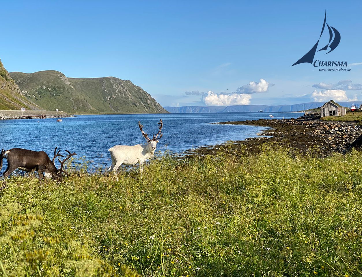 Rentiere vor Fjordlandschaft