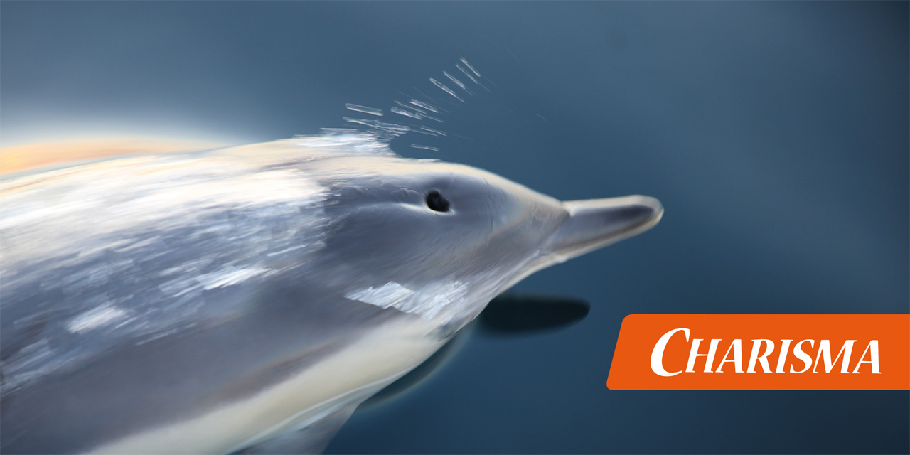 Delfin mit Sonnenschweif
