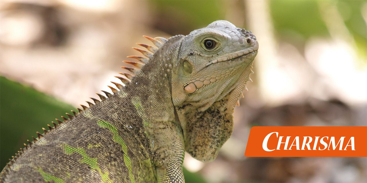 Leguan im Profil
