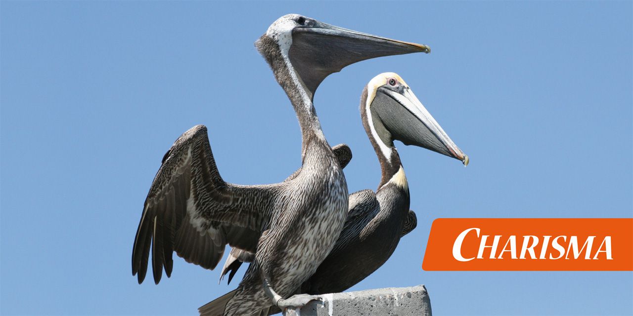 Pelikane an der Ostküste